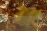 Polished Yellow Cat Jasper Replaced Petrified Wood - Utah #322651-2
